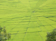 view of rice terrace at lembor village