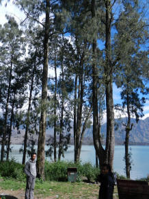 trees on rinjani mountain