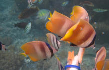 Colourful Fishes