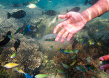 Fidding the fishes