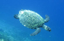 Turtle at Gili Island 