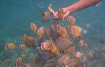 Colourful Fishes underwater