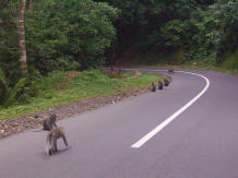lombok pusuk monkey forest
