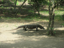 komodo dragon