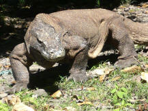dragon animals