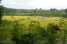 Rice terrace Lombok
