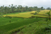 Yellow green rice terrace