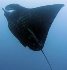 manta fish