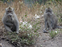 monkeys on the mountain