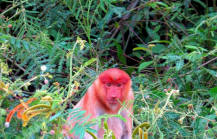 proboscis monkeys