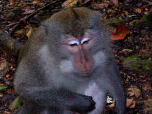 pusuk- black monkey 