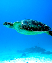 turtle underwater