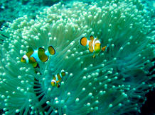 view colorful fishes under water snorkeling