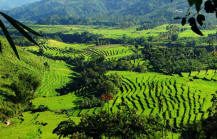 Rice terrace lombok