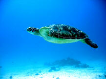 Turtle underwater